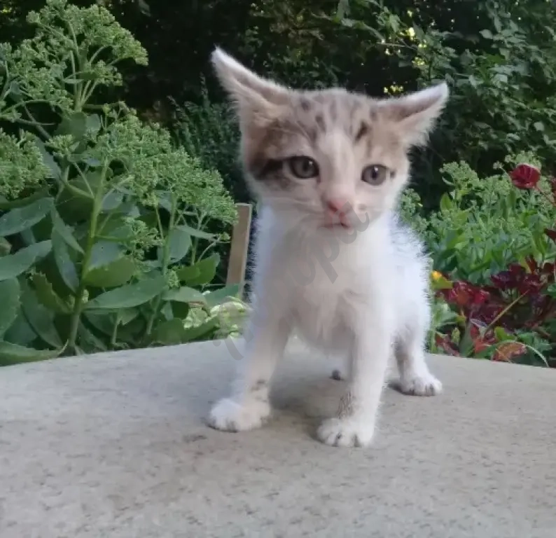 Котенок Девочка Котёнок