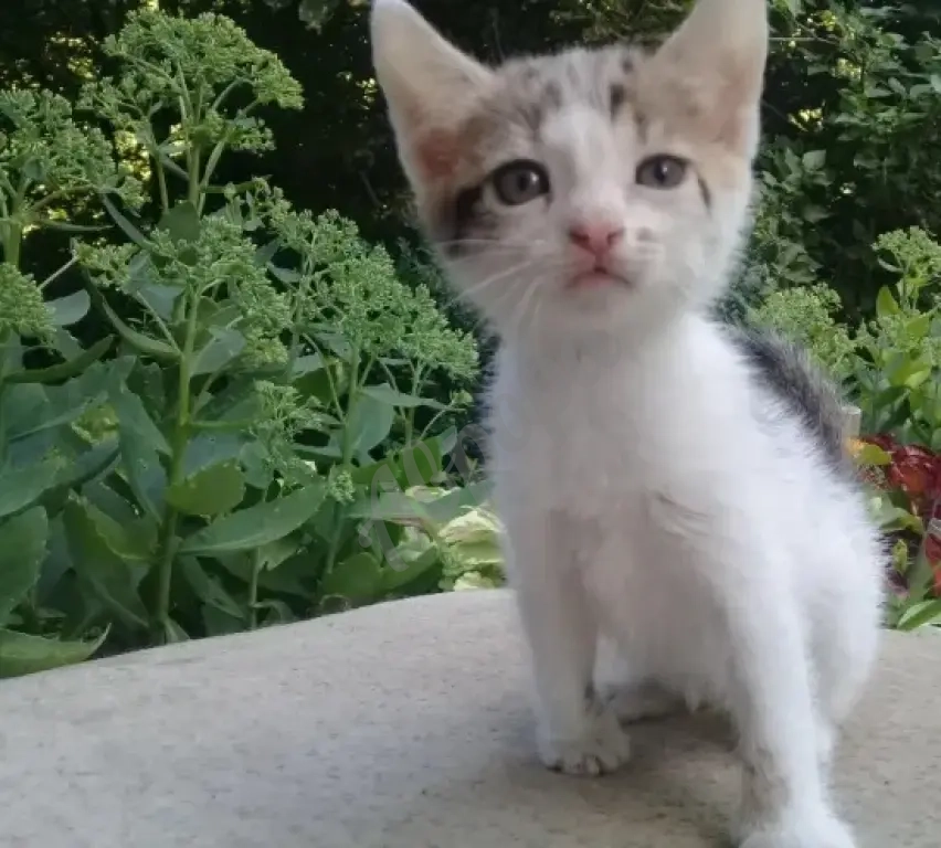 Котенок Девочка Котёнок