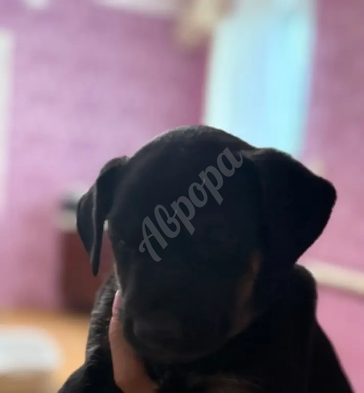 Щенок(девчонка)