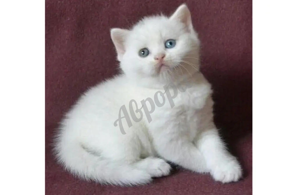 ЭЛИТНЫЕ ШОТЛАНДСКИЕ КОТЯТА