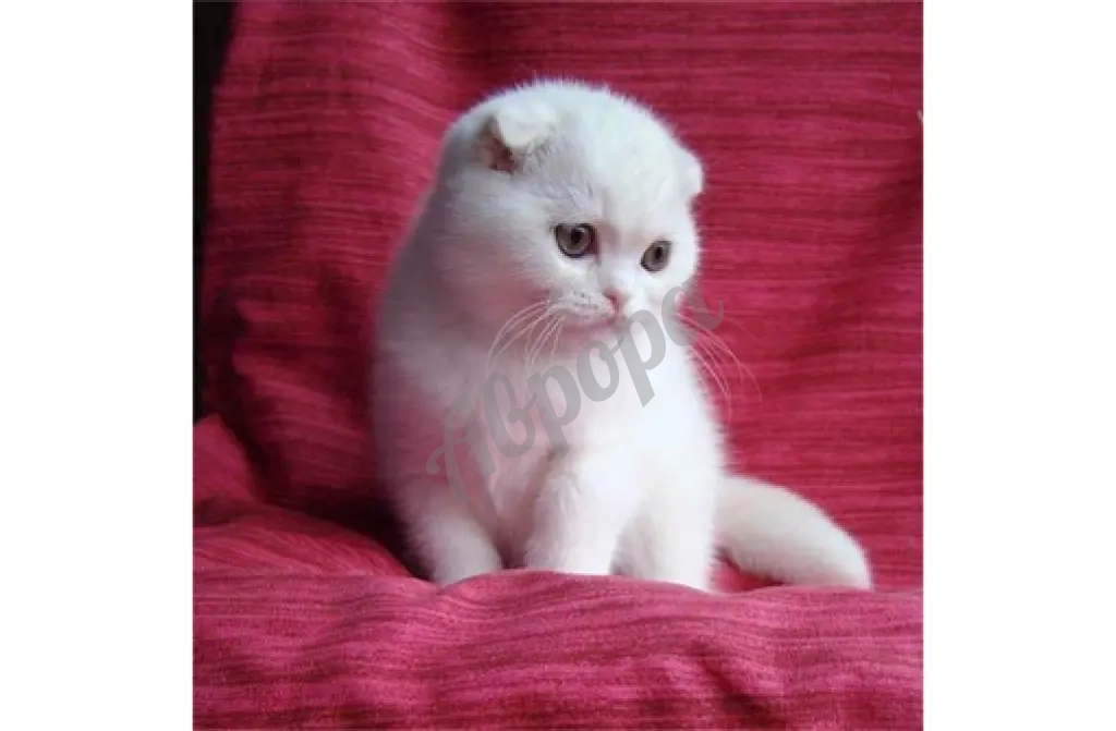 ЭЛИТНЫЕ ШОТЛАНДСКИЕ КОТЯТА