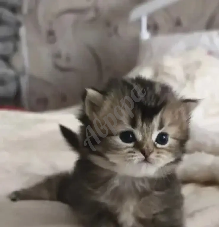 Шотландский прямоухий короткошёрстный котёнок