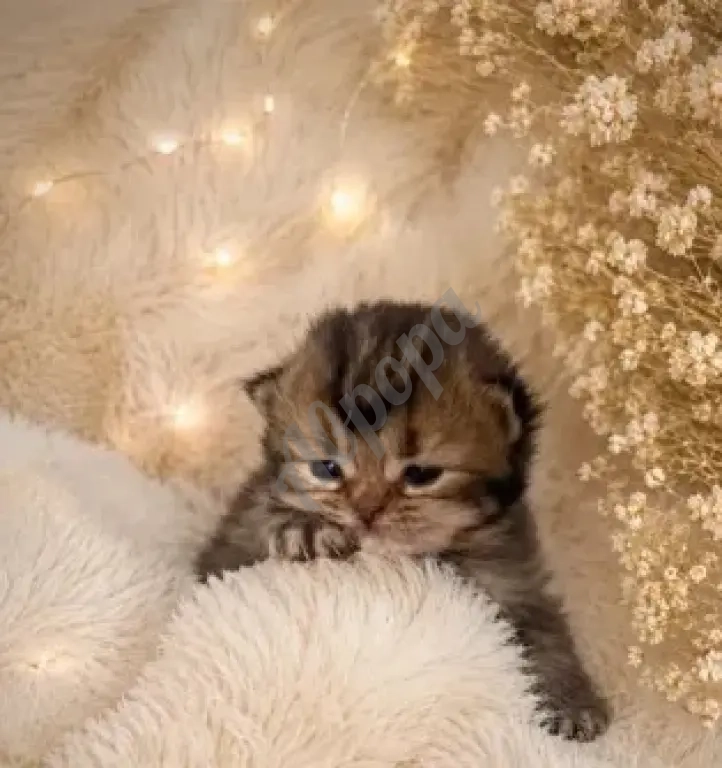 Шотландский прямоухий короткошёрстный котёнок