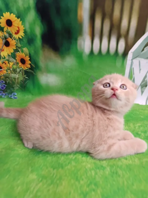 Шотландский вислоухий котик