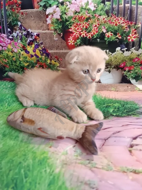 Шотландский вислоухий котик