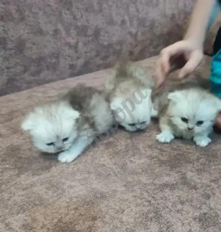 Продам Персидских Котят
