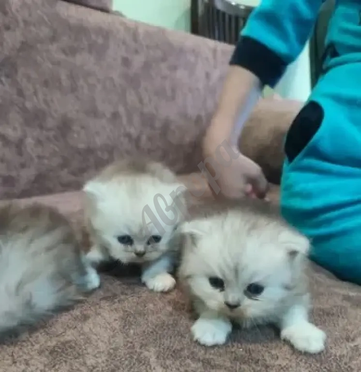 Продам Персидских Котят