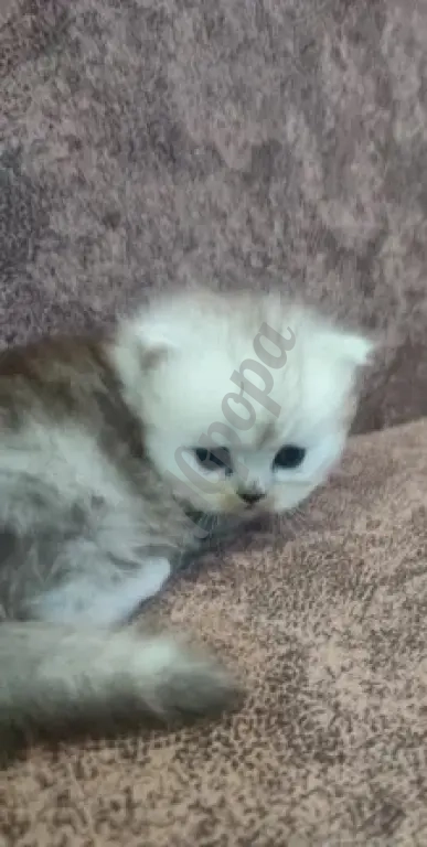 Продам Персидских Котят