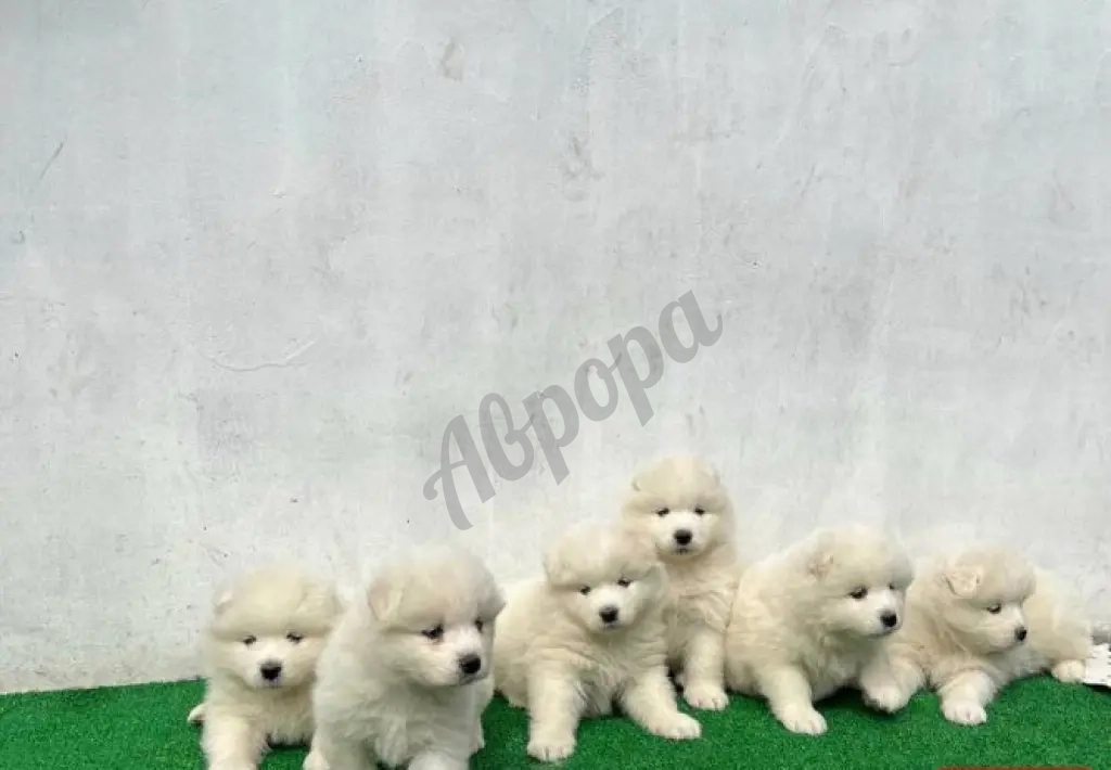 Продаются Щенки Самоеда