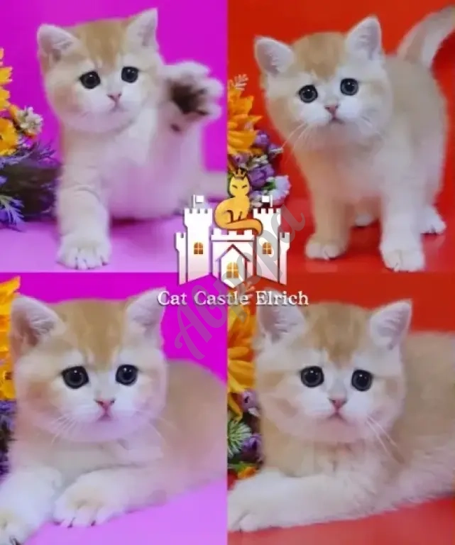 Шикарные британские котята
