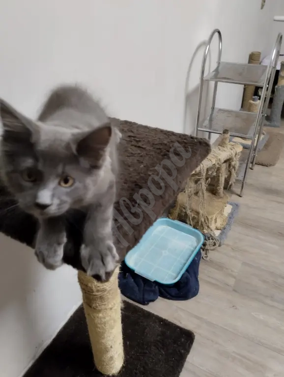 Продаются котята Мейн Куны